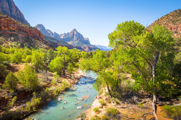 Zion National Park scenery with The Watchman peak and Virgin river in summer, Utah, USA