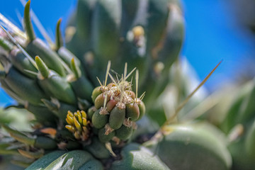 NEWBORN CACTUS