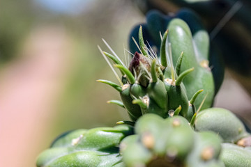 plant in garden