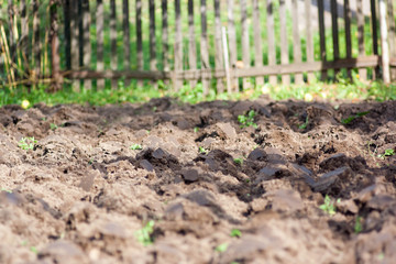 rows of young plants in a field