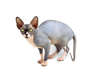 A purebred sphynx cat during a photo shoot. It is a hairless cat.