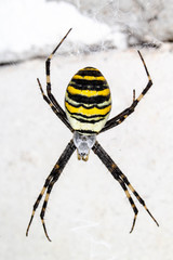 spider on a web