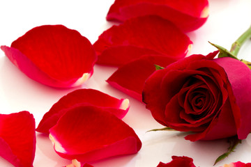 Red Roses Isolated on White Background