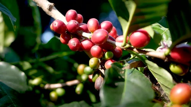 Fresh arabica coffee bean on branches in coffee farm at Khun-wang village in Thailand.