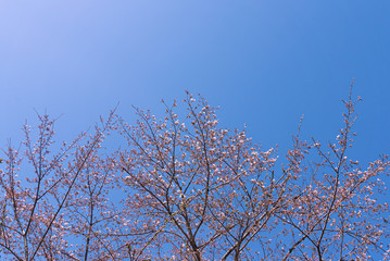 青空と桜 / 北海道静内町
