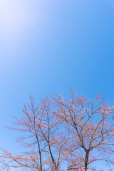 青空と桜 / 北海道静内町