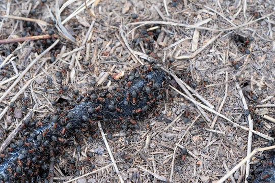 Dead Vipera Berus In An Anthill