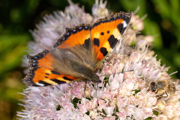 butterfly on flower