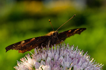 butterfly on thistle