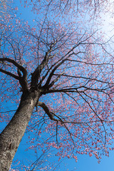 青空と桜 / 北海道静内町