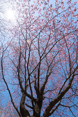 青空と桜 / 北海道静内町