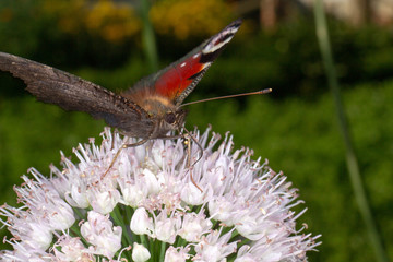 butterfly on flower