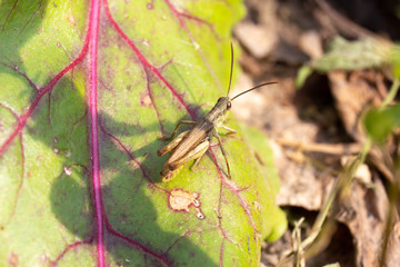 grasshopper