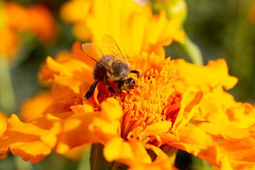 bee on yellow flower