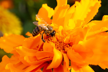 bee on yellow flower