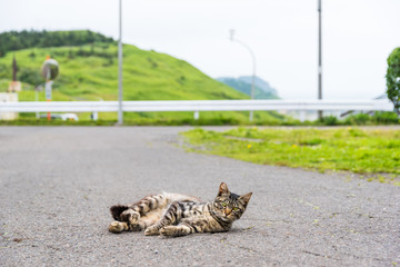 田舎の野良猫 / 北海道室蘭市