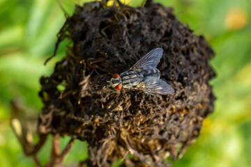 fly