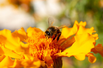 bee on a flower