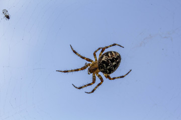 spider on the web