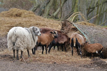viele Schafe auf einem Bauernhof
