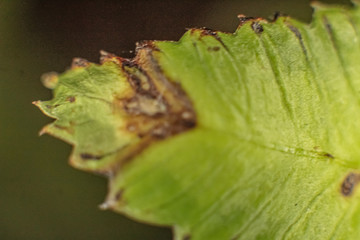 LEAF