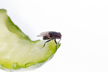 fly on a stub of a cucumber