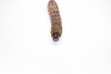 caterpillar on a white background