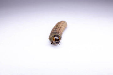 bee on white background