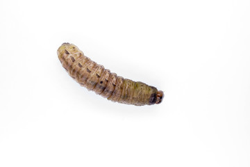 caterpillar on a white background
