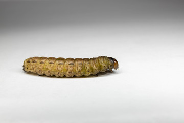 caterpillar on a white background