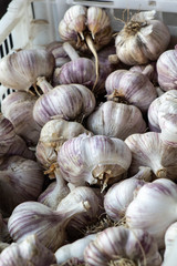 fresh garlic in the market
