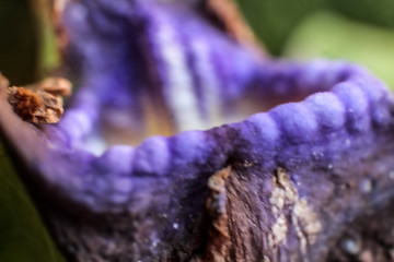 FLOWERS MACRO