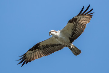 Osprey Flying