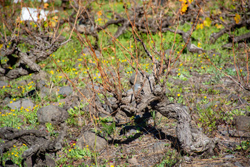 Terraced vineyards located on mountains slopes near village Fuencaliente, south wine production region on La Palma island, Canary, Spain