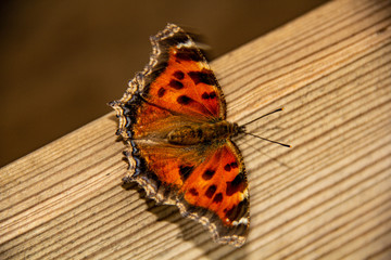 Obraz premium butterfly peacock eye