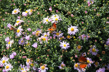butterfly on the field of flowers