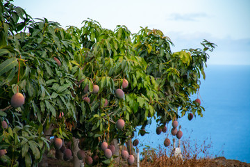 Eco farming on La Palma island, plantations with organic mango trees with sweet ripe mango fruits...