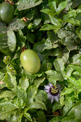 Passoin fruit growing on passiflora plant, ingredient for cocktails and sweet exotic fruit desserts