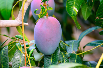 Eco farming on La Palma island, plantations with organic mango trees with sweet ripe mango fruits...