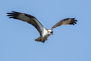 Obraz premium Osprey Flying