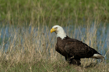 Bald Eagle Collecting nesting Material in Florida