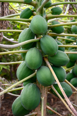 Eco farming on Tenerife island, indoor plantation with papaya trees full with many big green papaya fruits