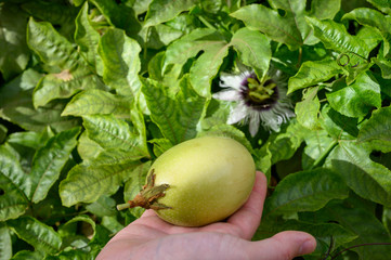 Passoin fruit growing on passiflora plant, ingredient for cocktails and sweet exotic fruit desserts