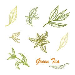 Hand drawn engraving style Green tea leaves set. Vector illustration