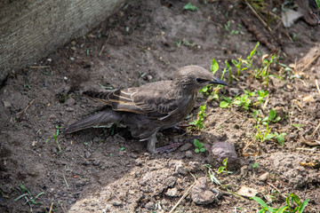 Obraz premium young starling