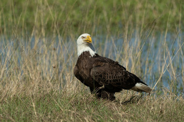 Bald Eagle Collecting nesting Material in Florida