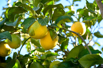 Yellow lemons citrus fruits hanging on lemon tree ready for harvest
