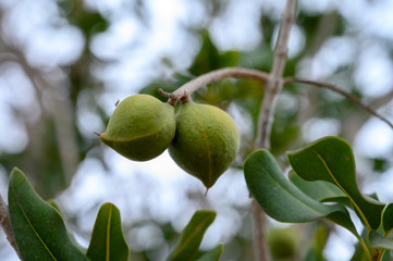 Evergreen macadamia free with ripe green nuts in shell ready for harvest