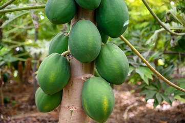 Eco farming on Tenerife island, indoor plantation with papaya trees full with many big green papaya fruits