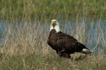Bald Eagle Collecting nesting Material in Florida